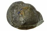 Wide, Enrolled Isotelus Trilobite - Mt Orab, Ohio #115247-3